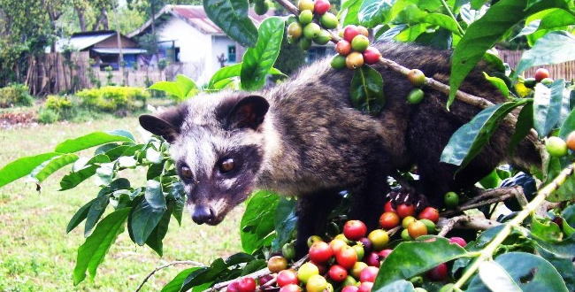 閲覧注意 ジャコウネコ コーヒー豆うまうま ﾌﾞﾘﾌﾞﾘ 彡 ﾟ ﾟ これは でっちでち速報